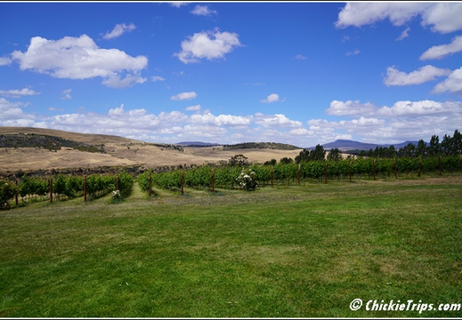 Day 12 - Wildlife and Waterways - Hobart Tasmania Au - Dec 31 017