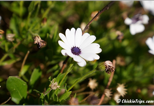 Flowers 002