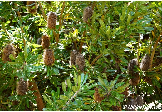 Flowers 003