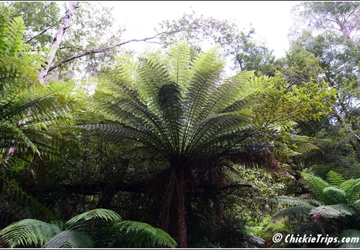 Mount Field National Park 005
