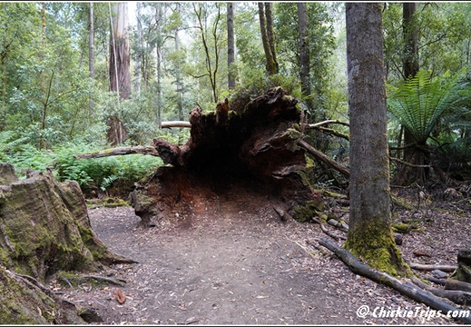 Mount Field National Park 009