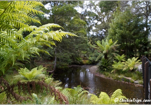 Mount Field National Park 025