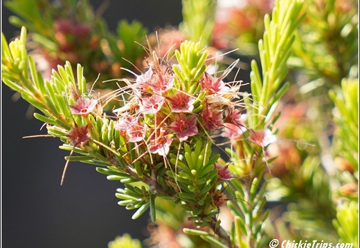 Flowers 003
