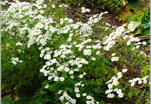 Flowers 011