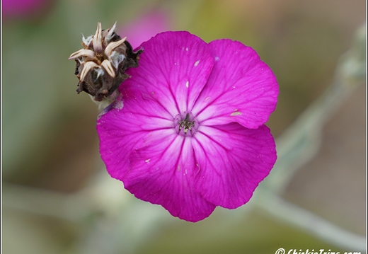 Flowers 017