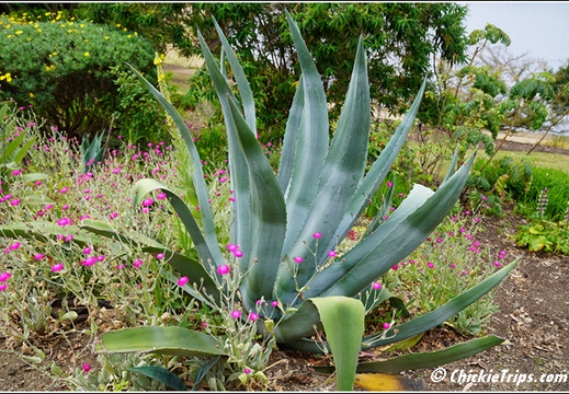 Flowers 019