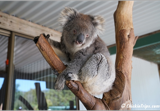 Day 14 - Koala Feeding Tasmanian Devil - Burnie Tasmania Au - Jan 2 013