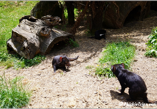 Day 14 - Koala Feeding Tasmanian Devil - Burnie Tasmania Au - Jan 2 020