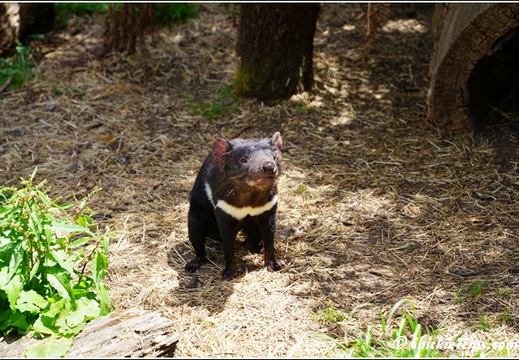 Day 14 - Koala Feeding Tasmanian Devil - Burnie Tasmania Au - Jan 2 021