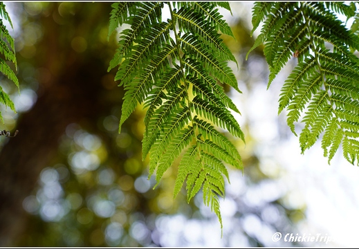 Blue Mountains 011
