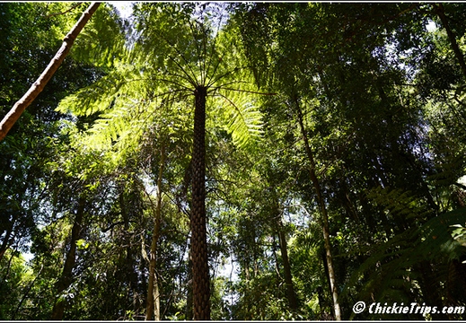 Blue Mountains 015