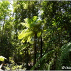 Blue Mountains 021
