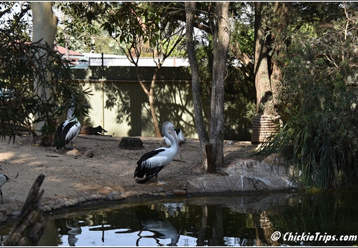 Day 16 - Opera House Harbor Bridge Wildlife - Sydney Au - Jan 4 013