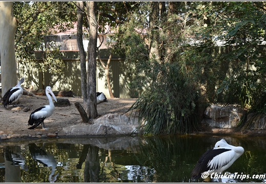 Day 16 - Opera House Harbor Bridge Wildlife - Sydney Au - Jan 4 014