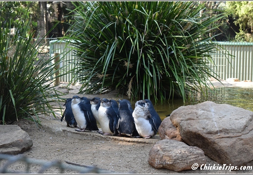 Day 16 - Opera House Harbor Bridge Wildlife - Sydney Au - Jan 4 031