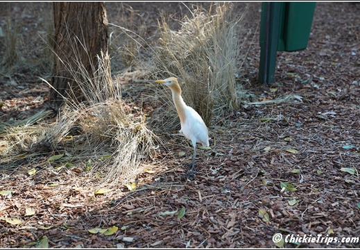 Featherdale Sydney Wildlife Park 003