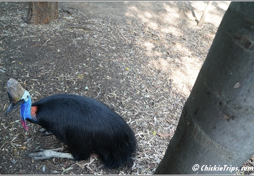 Featherdale Sydney Wildlife Park 006