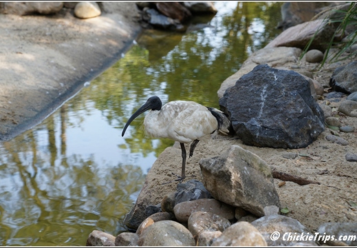 Featherdale Sydney Wildlife Park 008
