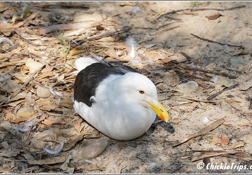 Featherdale Sydney Wildlife Park 009