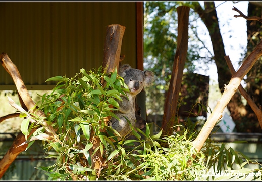 Featherdale Sydney Wildlife Park 014