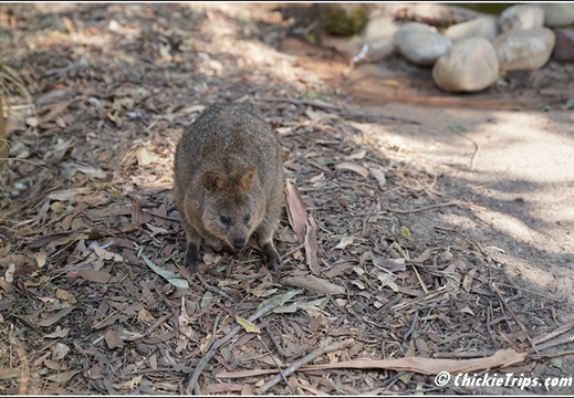 Featherdale Sydney Wildlife Park 024