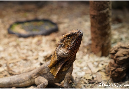 Featherdale Sydney Wildlife Park 040